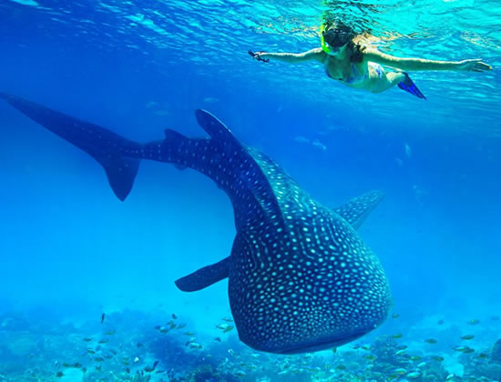 Swimming with a whale shark in Oslob