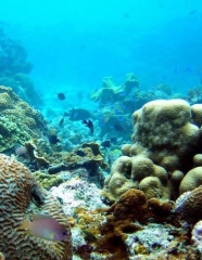 Pilot fish - Moalboal Reef Species