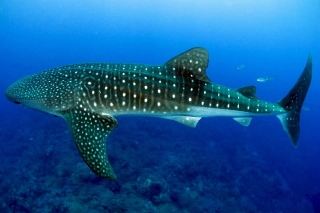 Whale Sharks Oslob Swim With Magnificent Whale Sharks Cebu Island